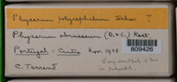 Physarum polycephalum image